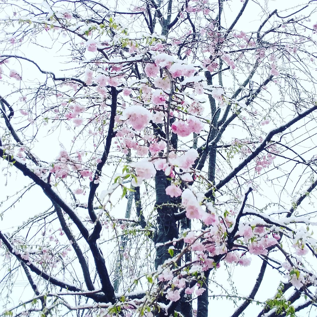 AtelierRainbow_'s tweet photo. 午前中、雪で遊びたいというので家の外で遊んできました❗️

桜に雪…
なかなか見れないので思わず撮影🌸☃️

誰かが作った雪うさぎちゃんも、目が桜でレア感ありますね😚

水っぽい雪なので、子供が遊ぶにはびちゃびちゃになって寒そうでした😣💦

#3月下旬の雪
#桜と雪 
#雪うさぎ 
#今季初雪遊び https://t.co/EMrEmUvwpO