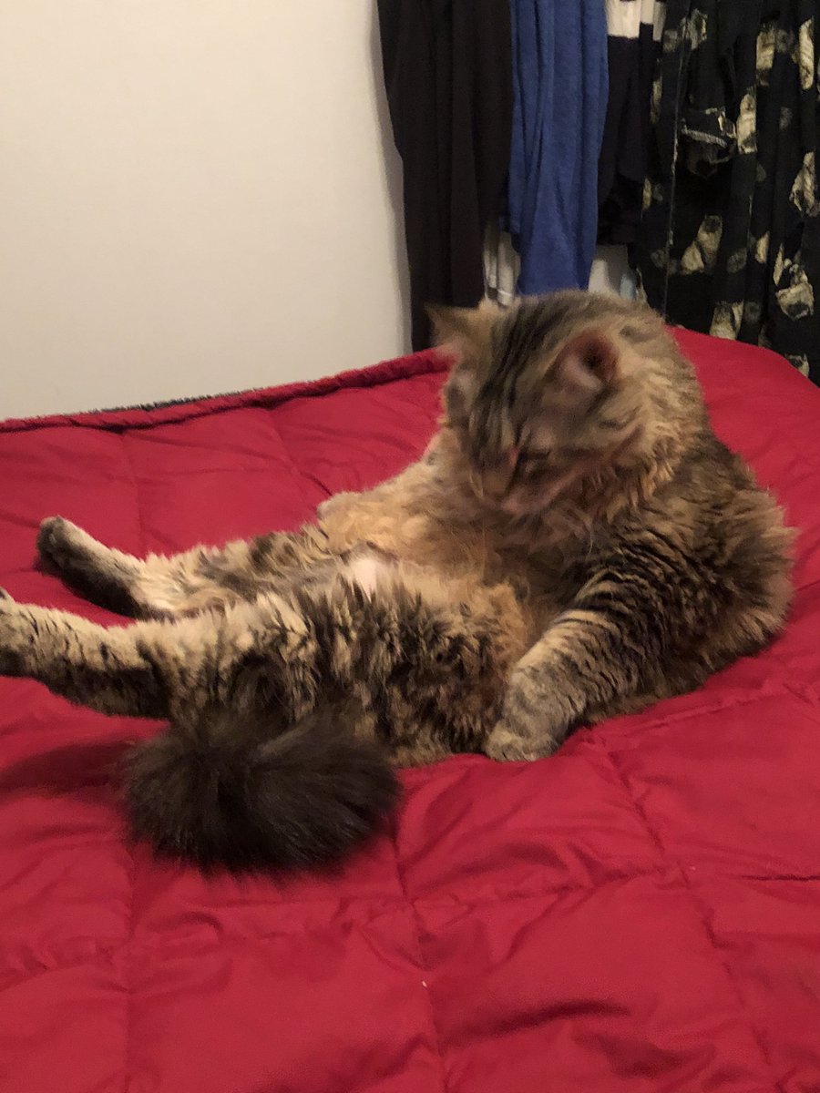AprilSora's tweet photo. Work Life Balance: Yoga on the weekends to Decompress
#catBert #Workathome #Playathome #supervisorsbelike https://t.co/esIMcp0d2o