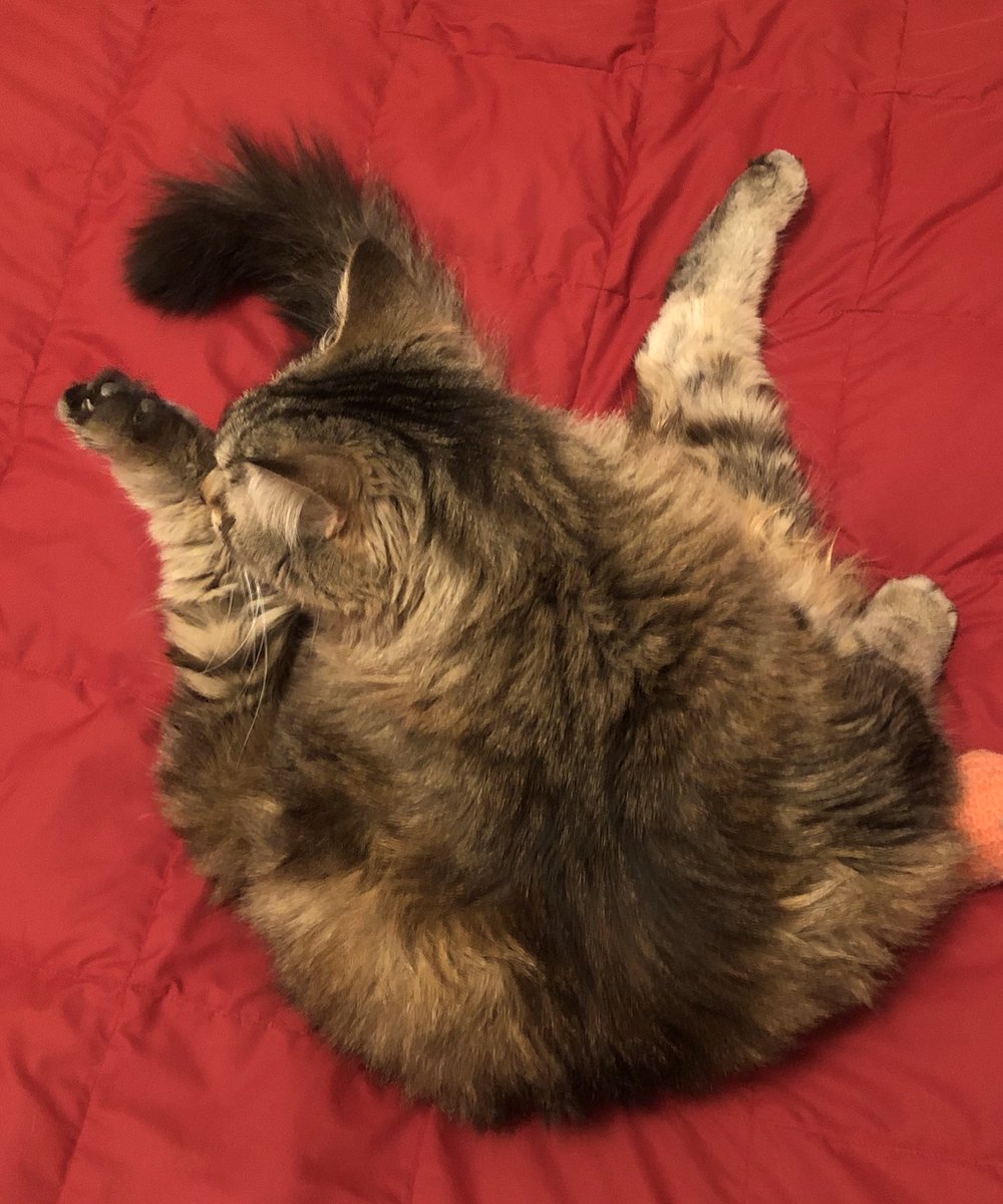 AprilSora's tweet photo. Work Life Balance: Yoga on the weekends to Decompress
#catBert #Workathome #Playathome #supervisorsbelike https://t.co/esIMcp0d2o