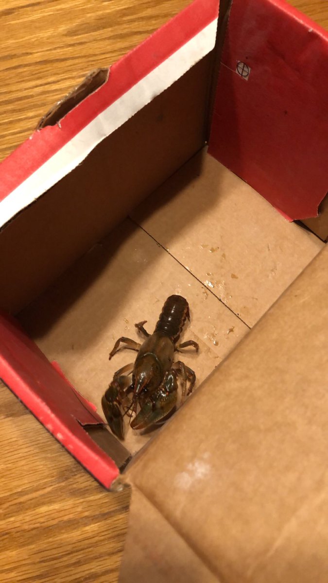 Can anyone tell me why crawfish swim backwards but walk forwards? (This guy found on the road and returned to local water)