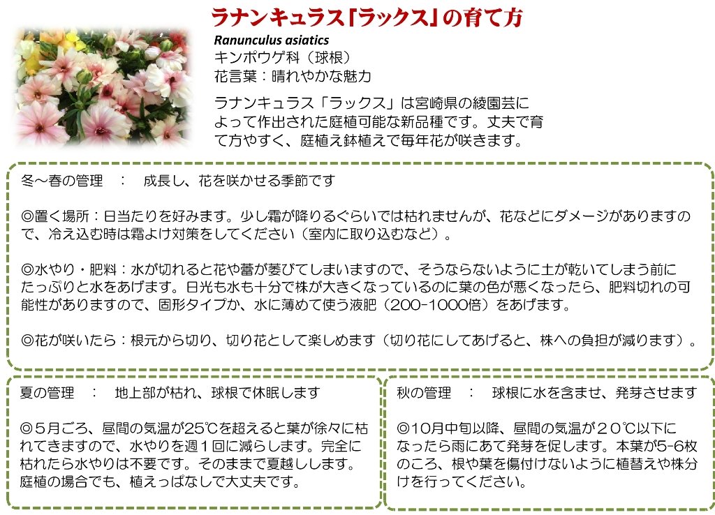 Aikawa ラックス系ラナンキュラスの育て方 ラックス系の特徴は 一般的なラナンキュラスに比べ 1 夏の休眠中に雨にあたっても大丈夫なので 庭植え可能 2 秋の芽出しも 若干早めでも大丈夫 3 ただし 休眠中の球根の掘り上げはng かなりの確率で芽出し失敗