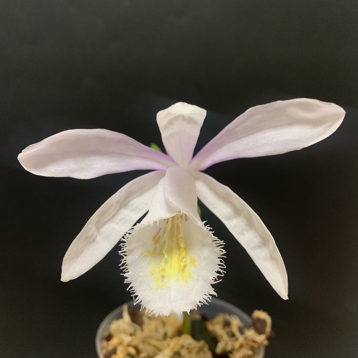 PleioneTokyo's tweet photo. Pleione hertha kretz

To all those who love the orchid ! https://t.co/AOpEuPYRWO
