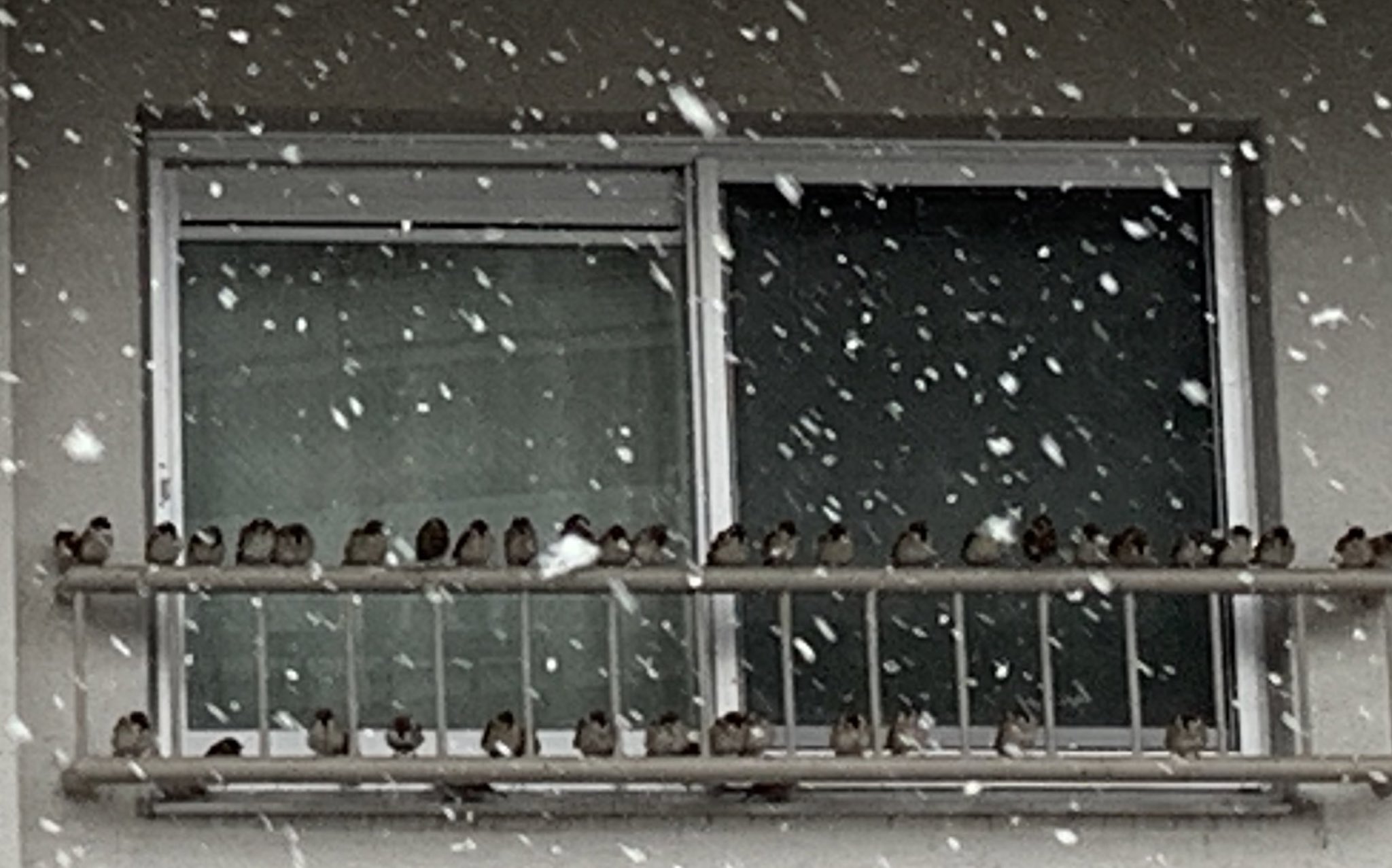 これぞ雪宿り アパートの窓辺に避難するスズメが可愛すぎる 話題の画像プラス これぞ雪宿り アパートの窓辺に避難するスズメが可愛すぎる 話題の画像プラス