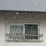 【これぞ雪宿り】アパートの窓辺に避難するスズメが可愛すぎる