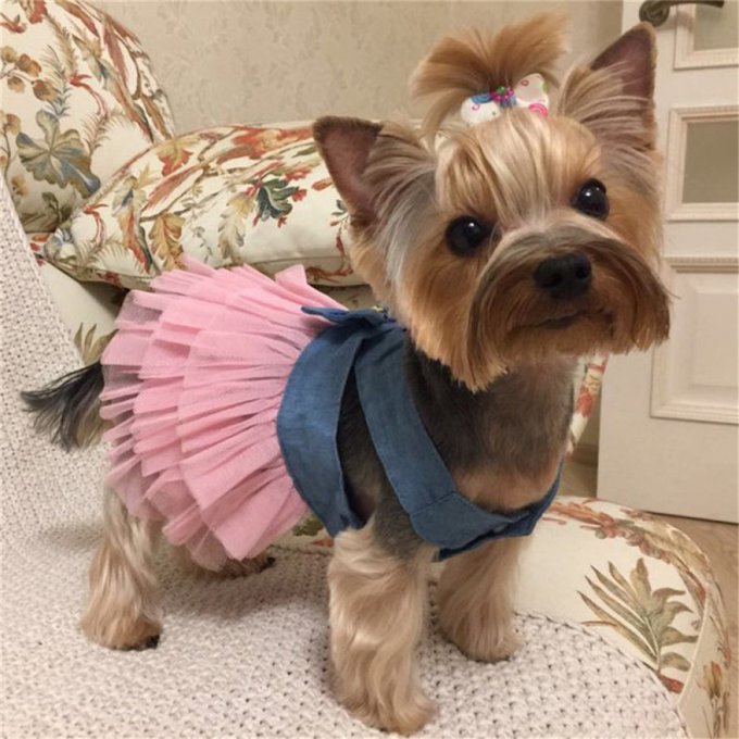 's Media: Summer Denim and Tulle Dress for Small Dogs Puppies #ilovemydog #dogs https://t.co/SX15TgbmLa https 's Media: Summer Denim and Tulle Dress for Small Dogs Puppies #ilovemydog #dogs https://t.co/SX15TgbmLa https