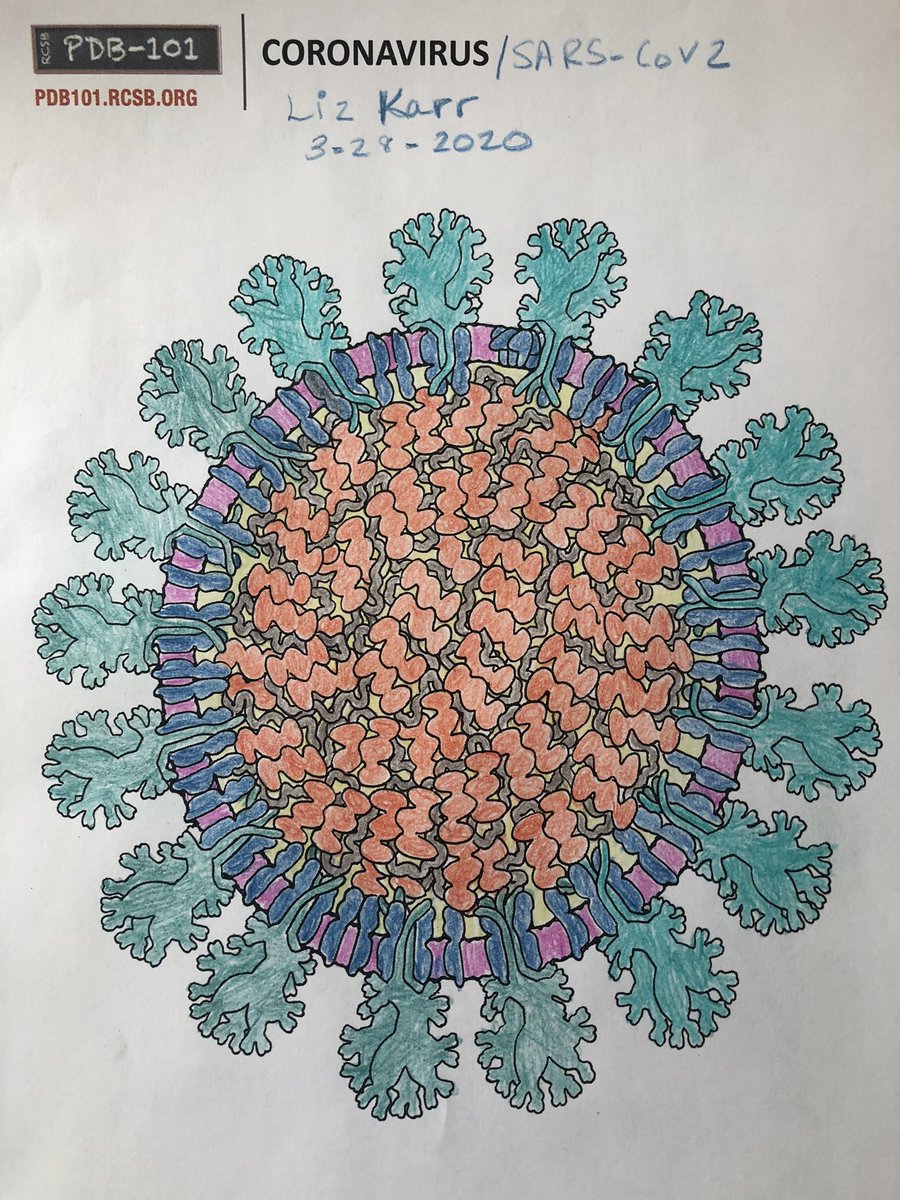 lizkarrlab's tweet photo. #structuralbiology coloring #sarscov2 #covid19 #ou #karrlabou #proteindatabank #oumpbio #quarantine https://t.co/70RvSi14pE