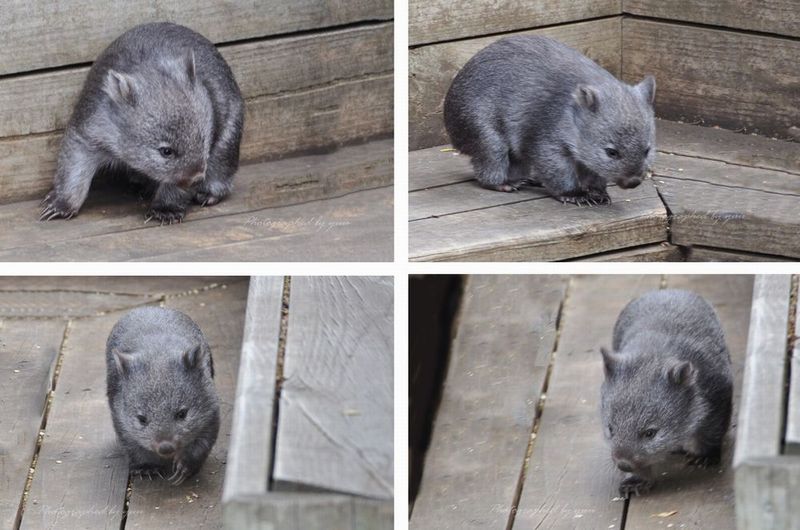 #ウォンバット #タスマニア にて #ＲＴ歓迎

日本、がんばれ～♬

#相互フォロー #元気だして #願い #写真垢
#がんばって #負けないで #メッセージ #元気 
#かわいい #オーストラリア #癒し #小動物
#コロナ #パンデミック #自粛 #海外旅行 
#観光 #ツアー #旅行記 #ペット ではありません