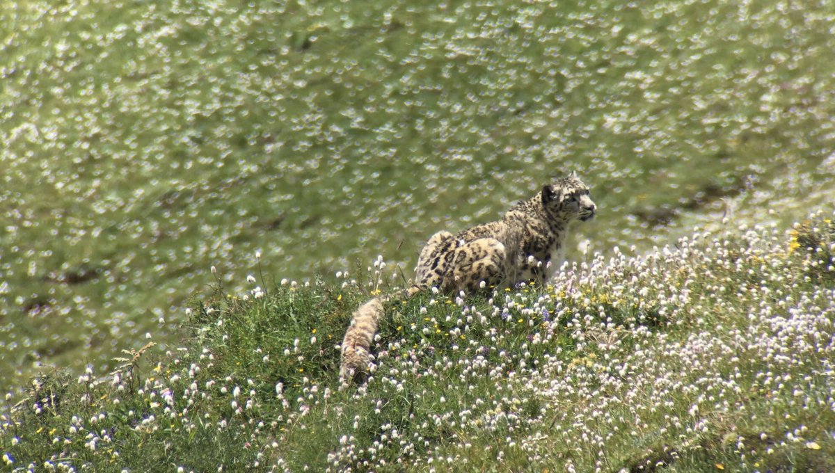 OH HOLY HELLThere’s a snow leopard in a kennelSnake dealer is wrong: they can’t “acclimate” to Florida because they were bred there. That’s not how evolution worksI’m reminded of this wild snow leopard I saw in China. She was panting at 55F (the cat is in a van at 110F ).