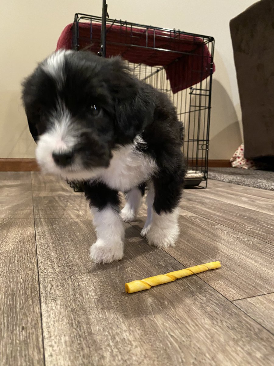 haugen_cory's tweet photo. Had to get a companion for quarantine. Meet Penny! https://t.co/9APUdKfbFq