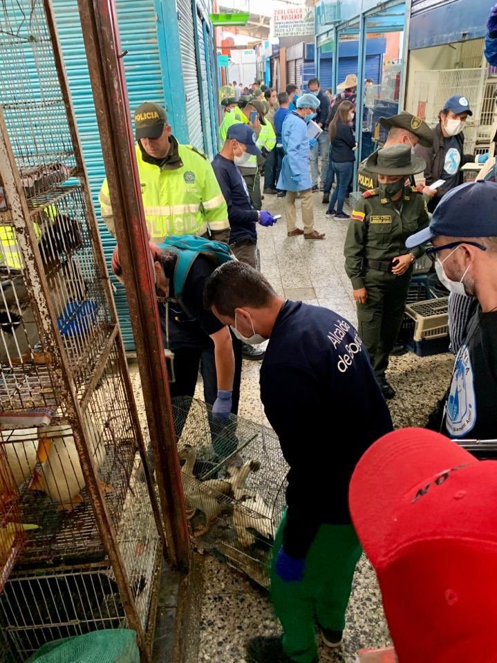 andreanimalidad's tweet photo. ¡Cerradas las ventas d animales vivos en la plaza del Restrepo! La @Bogota realizó un operativo histórico q acompañé en mi función d control político. El gobierno d @ClaudiaLopez pasará a la historia por ponerle fin a esta cruel actividad. Habrá opciones para vendedores ¡Júbilo! https://t.co/rVJb8SvX1S