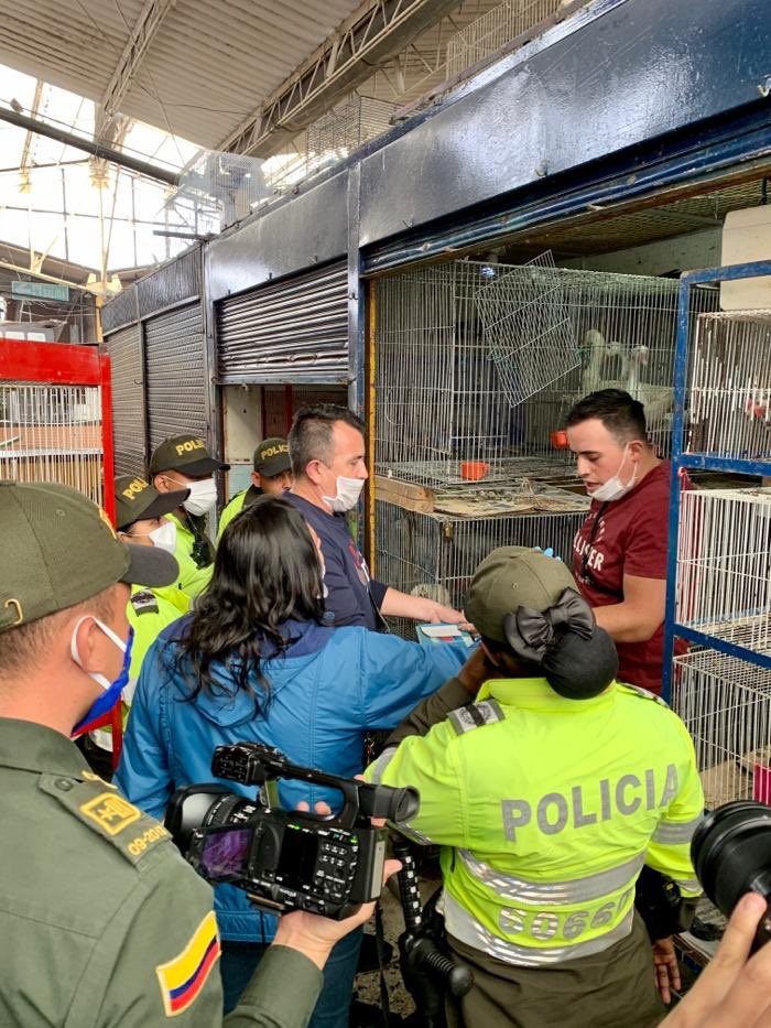andreanimalidad's tweet photo. ¡Cerradas las ventas d animales vivos en la plaza del Restrepo! La @Bogota realizó un operativo histórico q acompañé en mi función d control político. El gobierno d @ClaudiaLopez pasará a la historia por ponerle fin a esta cruel actividad. Habrá opciones para vendedores ¡Júbilo! https://t.co/rVJb8SvX1S