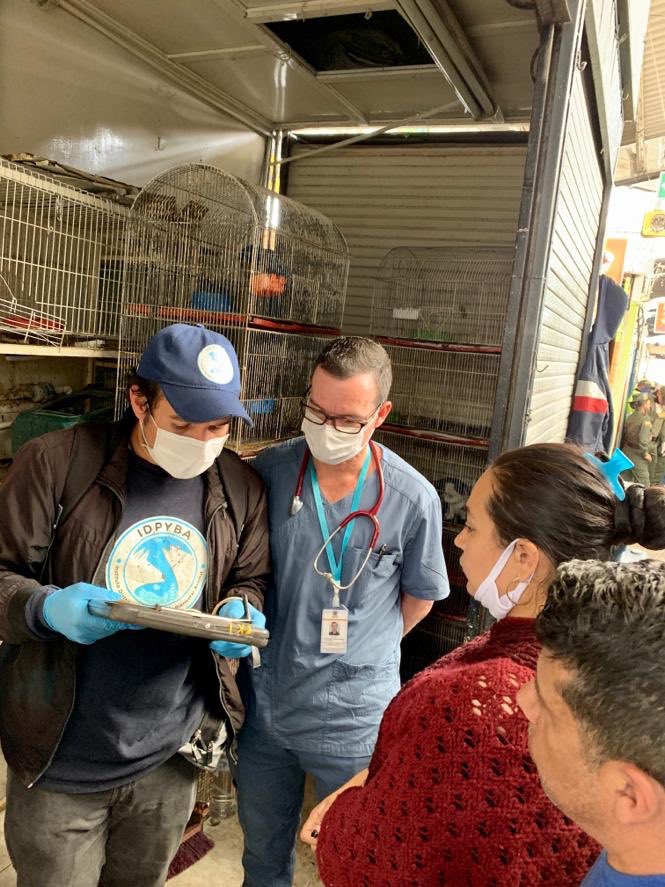 andreanimalidad's tweet photo. ¡Cerradas las ventas d animales vivos en la plaza del Restrepo! La @Bogota realizó un operativo histórico q acompañé en mi función d control político. El gobierno d @ClaudiaLopez pasará a la historia por ponerle fin a esta cruel actividad. Habrá opciones para vendedores ¡Júbilo! https://t.co/rVJb8SvX1S