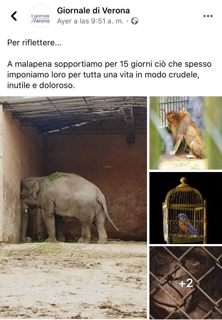 è forse il momento adatto per ribadire che zoo e circhi sono la morte degli animali, in quanto vengono privati della cosa più bella che c’è e che spetta loro: la libertà.

ripensate ad oggi, a noi chiusi in casa, la prossima volta che avete voglia di andare al circo o allo zoo.