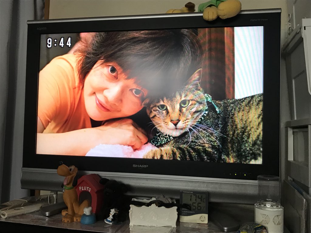 にゃん ぱく 宣言 youtube