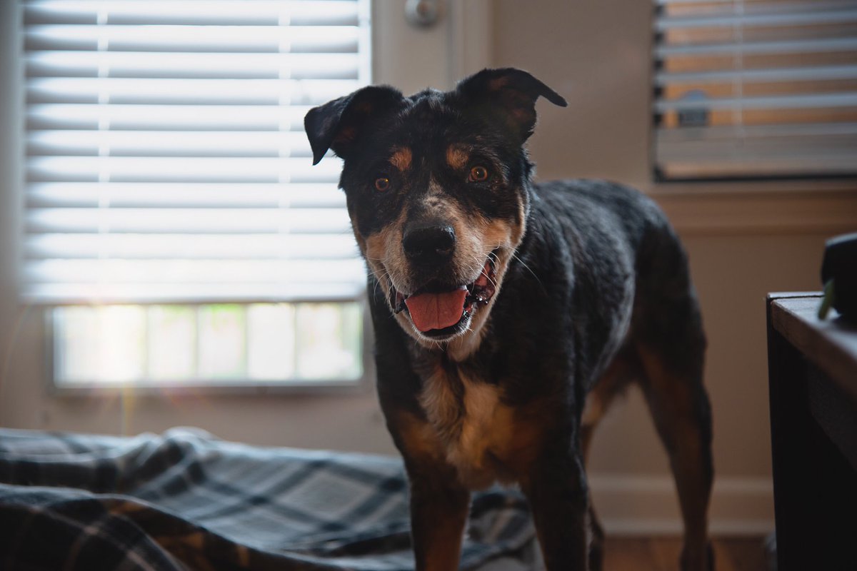 happy__ringo's tweet photo. don’t worry! i’m here to take your mind off of #COVID19 🐶 #StayAtHomeAndStaySafe @dog_rates @dogsofbham @InstagramBham @wildintu https://t.co/sLm75qCVau