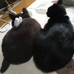 ティッシュと間違われてしまった猫がかわいい!