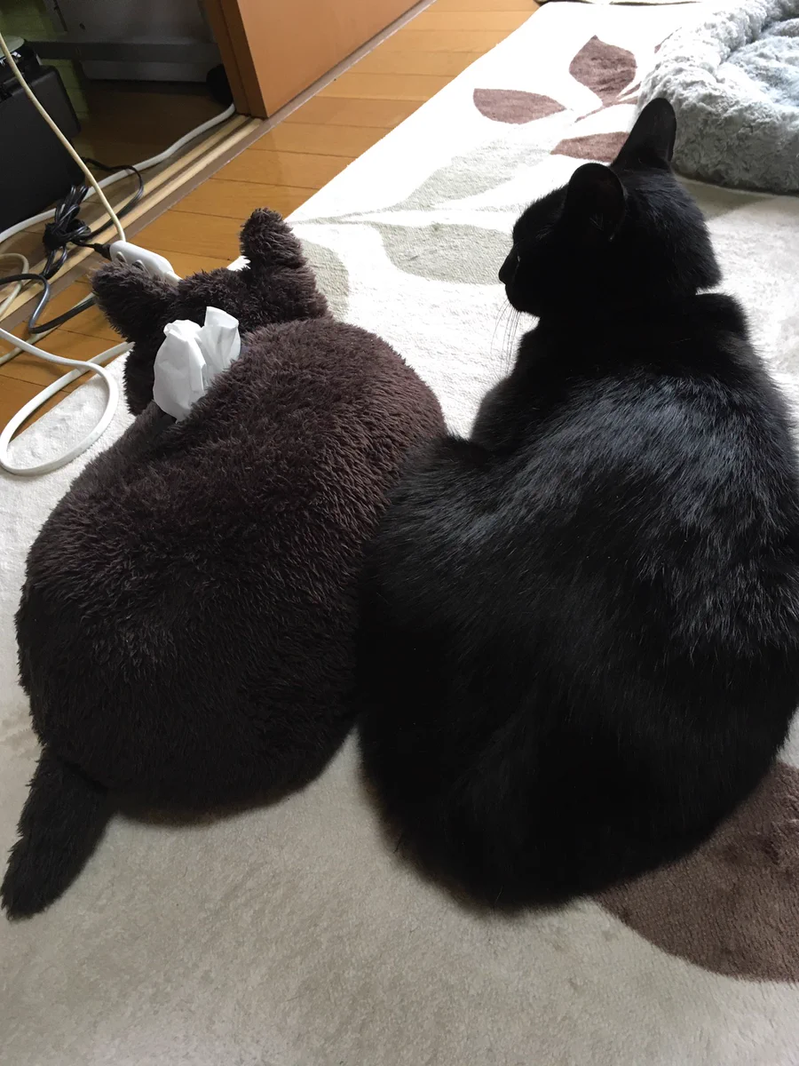 ティッシュと間違われてしまった猫がかわいいwww