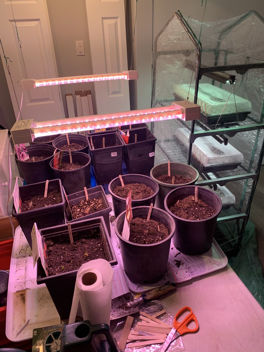 Looking forward to spring - Sharon started the seeds and bulbs today. (My only contribution was hanging the lights.) A nice distraction too.