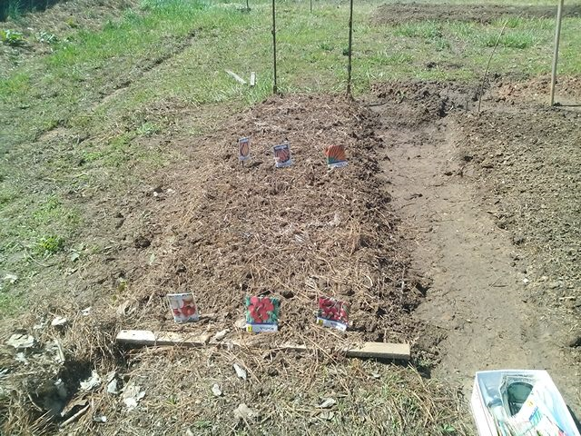 RandyDa25687858's tweet photo. #HowToStayHumble #CoronaVirusGardeningTip (CVGT)= Dig a Hole in Some Dirt.  Plant a Seed in It.🧐 https://t.co/jeXLFiW3PZ