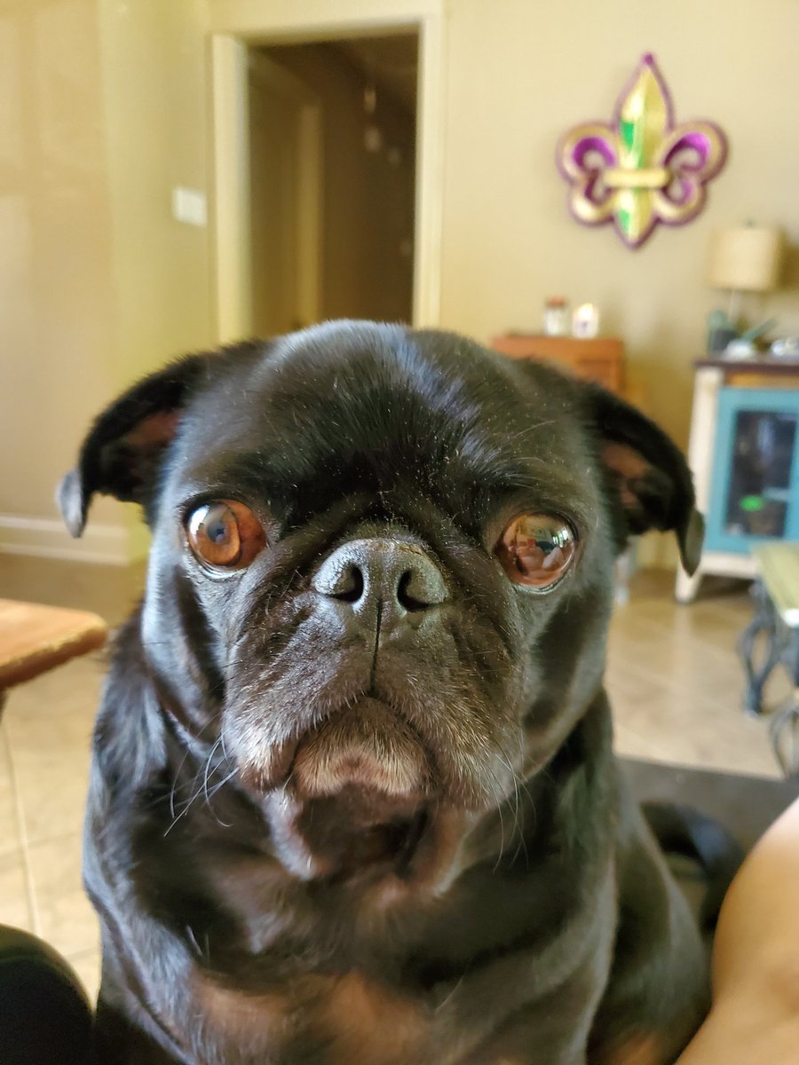 DavidSt39213342's tweet photo. We all right. #NewOrleans #pugs #nola #dogsoftwitter #DrewBrees #pug #maskofthereddeath #puglife #pugchat #staycation https://t.co/HD33MSiFhR