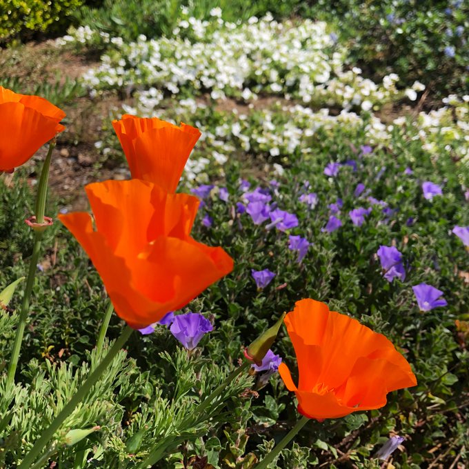 's Media: Sometimes all you need is a little splash of color 🍃🌼 #naturelover #flowers #SaturdayMotivation # 's Media: Sometimes all you need is a little splash of color 🍃🌼 #naturelover #flowers #SaturdayMotivation #