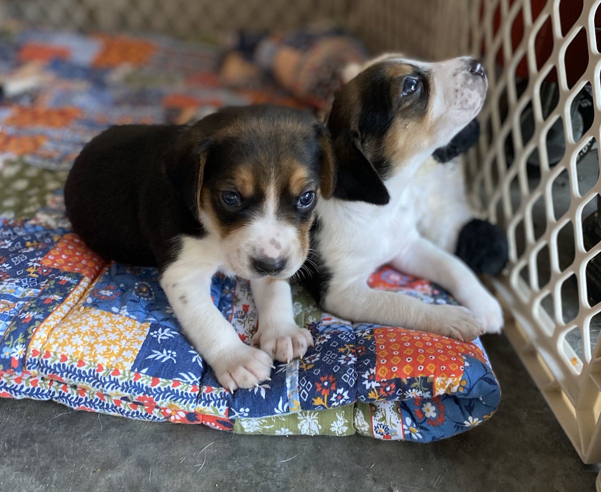 Pupdate: Nut litter pups are 3 weeks young and PERFECT little hound babes. Who doesn’t love a good #puppyspam 😍🐾
