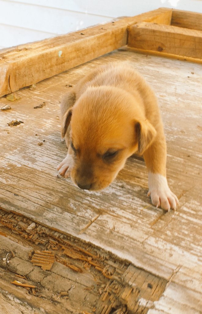 camposneira_85's tweet photo. Por favor su ayuda @fundjulieta para difundir a estos cachorros sin hogar..#cachorros #seregalan #melipilla https://t.co/ANgF54CSJ4