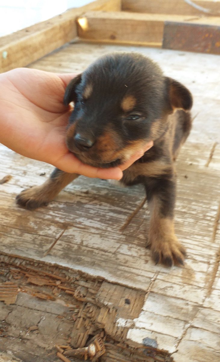 camposneira_85's tweet photo. Por favor su ayuda @fundjulieta para difundir a estos cachorros sin hogar..#cachorros #seregalan #melipilla https://t.co/ANgF54CSJ4