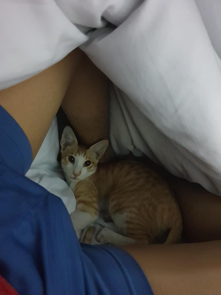 AlterPinoy_KSA's tweet photo. @alradzak Katabi ko din alaga kong pusa sa pagtulog https://t.co/rLRYK6ie28