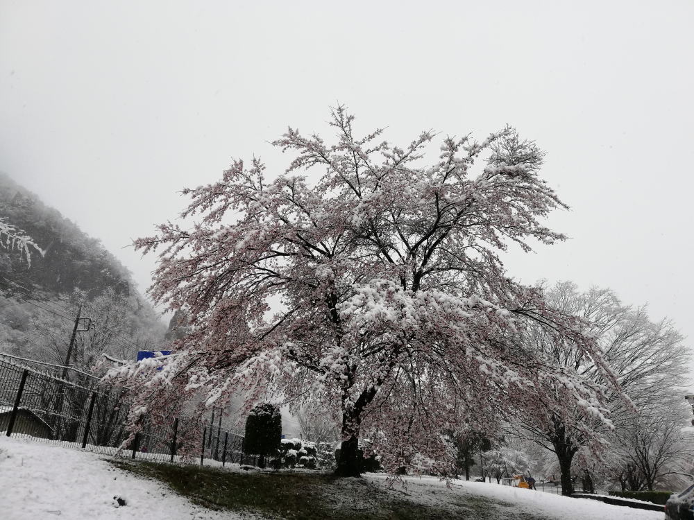 満開の桜の花に雪が積もる 幻想的で美しい風景が各地で見られる Togetter 満開の桜の花に雪が積もる 幻想的で美しい風景が各地で見られる Togetter