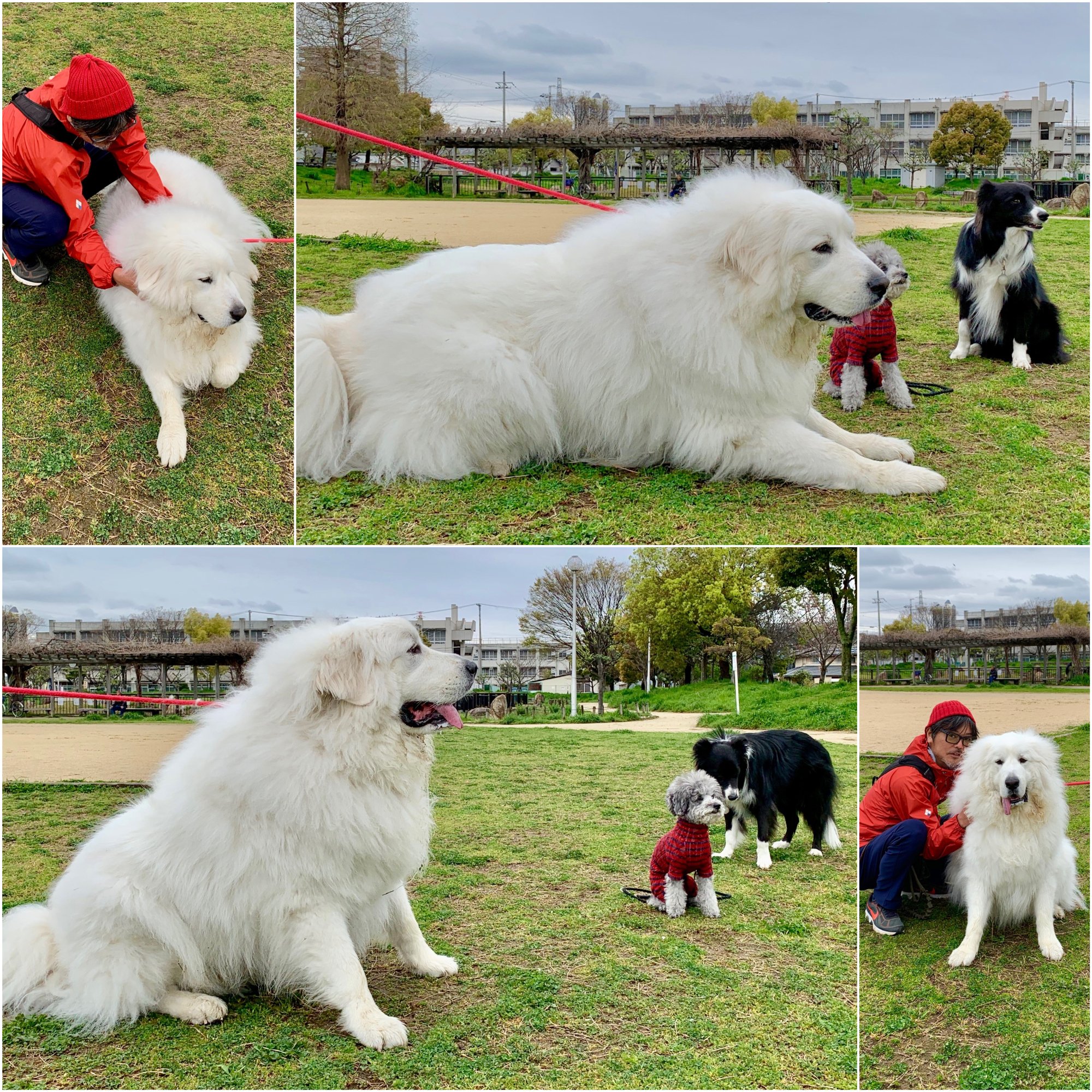 仲里カズヒロ ピレネー この子に初めて会ったのは2年前 幼犬の頃 1歳未満で既にこのサイズやった Great ピレネー犬 グレートピレニーズ Greatpyrenees Pyreneanmountaindog Dog T Co Ornubksba8 Twitter