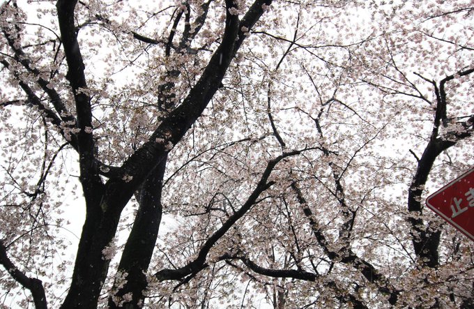 せっかくの雪と桜、写真撮るのむずいな～ 