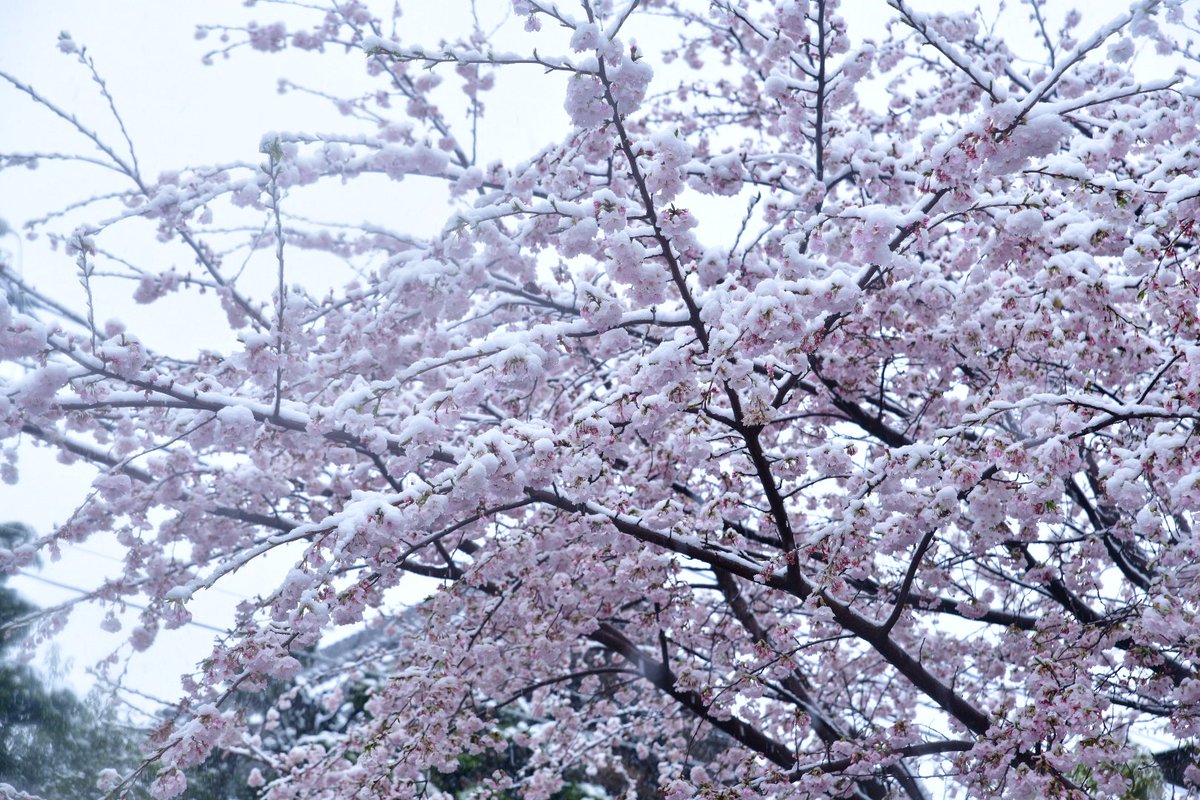 満開の桜の花に雪が積もる 幻想的で美しい風景が各地で見られる Togetter 満開の桜の花に雪が積もる 幻想的で美しい風景が各地で見られる Togetter