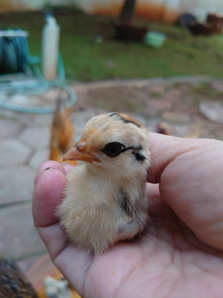 ひよこの目力がまるでクレオパトラ！？