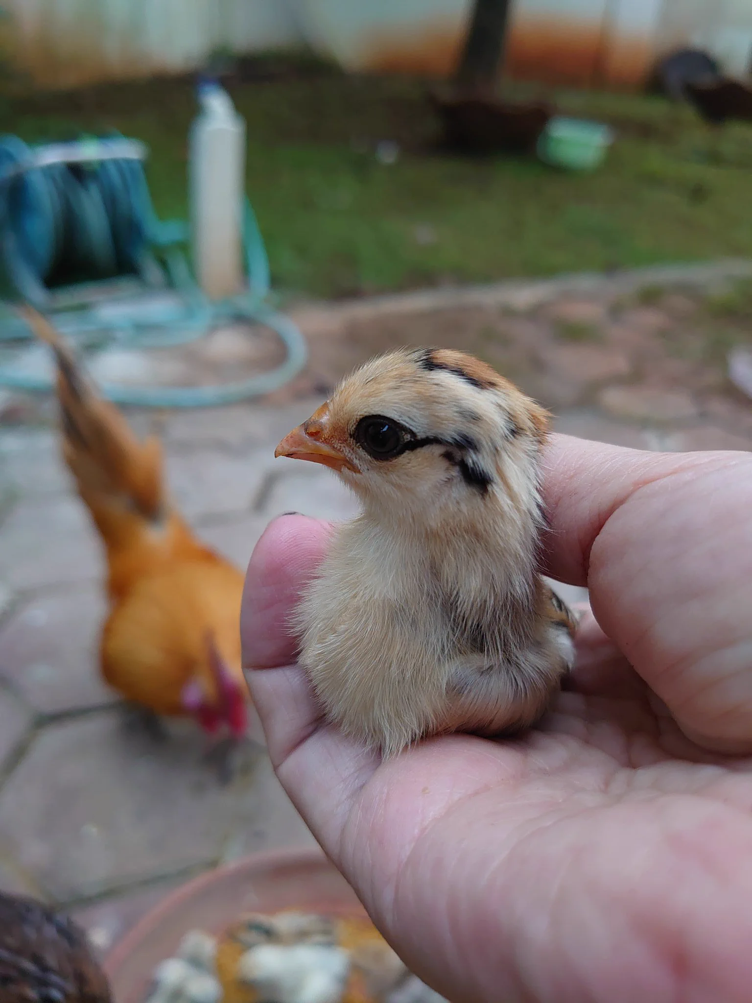 ひよこの目力がまるでクレオパトラ！？