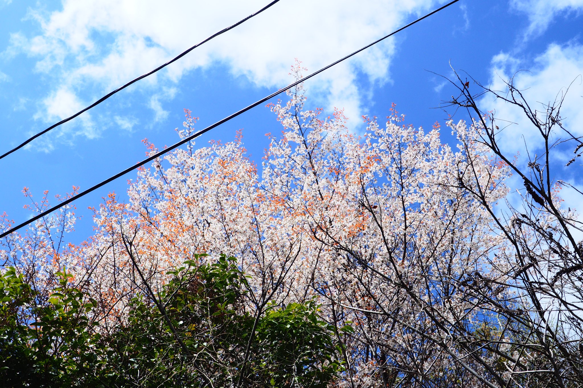 تويتر あっ على تويتر 敷島の大和心を人問はば 朝日に匂ふ山桜花 パッと咲いてパッと散るソメイヨシノより山肌に咲く孤高の山桜が素晴らしいと この頃は そう思う T Co Abq9fhnegp تويتر あっ على تويتر 敷島の大和心を人問はば 朝日に匂ふ山桜花 パッと咲いてパッと散るソメイヨシノより山肌に咲く孤高の山桜が素晴らしいと この頃は そう思う T Co Abq9fhnegp