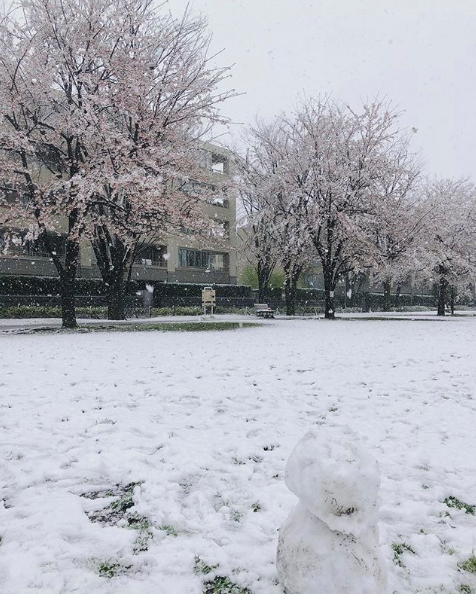 SeulPika's tweet photo. A Spring day in Tokyo.....

Whilst not unheard of. Snow at the same time as the cherry blossoms are blooming is a rare and beautiful sight.

🌸❄️🌸❄️ https://t.co/5l8cTCxVHh