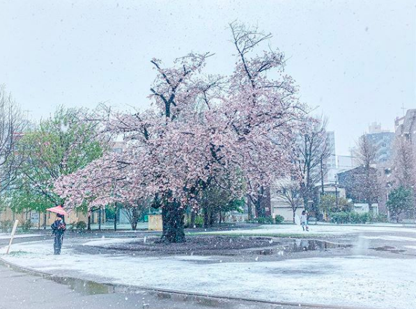 SeulPika's tweet photo. A Spring day in Tokyo.....

Whilst not unheard of. Snow at the same time as the cherry blossoms are blooming is a rare and beautiful sight.

🌸❄️🌸❄️ https://t.co/5l8cTCxVHh