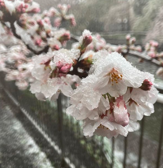 A Spring day in Tokyo.....

Whilst not unheard of. Snow at the same time as the cherry blossoms are blooming is a rare and beautiful sight.

🌸❄️🌸❄️