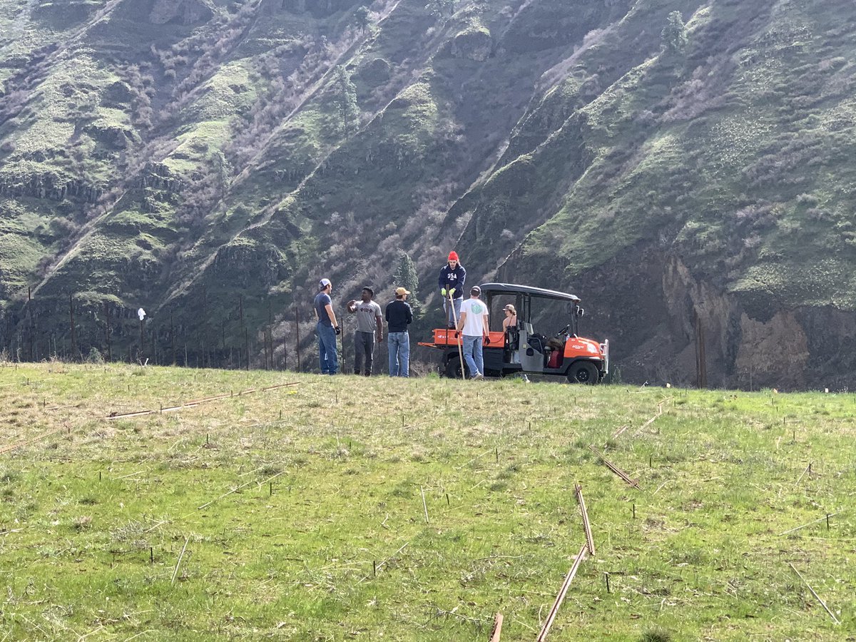 rivaura_wine's tweet photo. Sauv Blanc block trellis ready for planting....all hands on deck today at Rivaura. #idahowines #VisitLCValley #greatnorthwestwine #lewisclarkwine https://t.co/5FGPvJscnZ