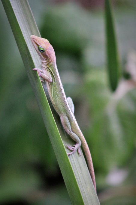 's Media: Lizard life. #lizard #nature #naturelover @naturephotography https://t.co/o2EApg724S 's Media: Lizard life. #lizard #nature #naturelover @naturephotography https://t.co/o2EApg724S