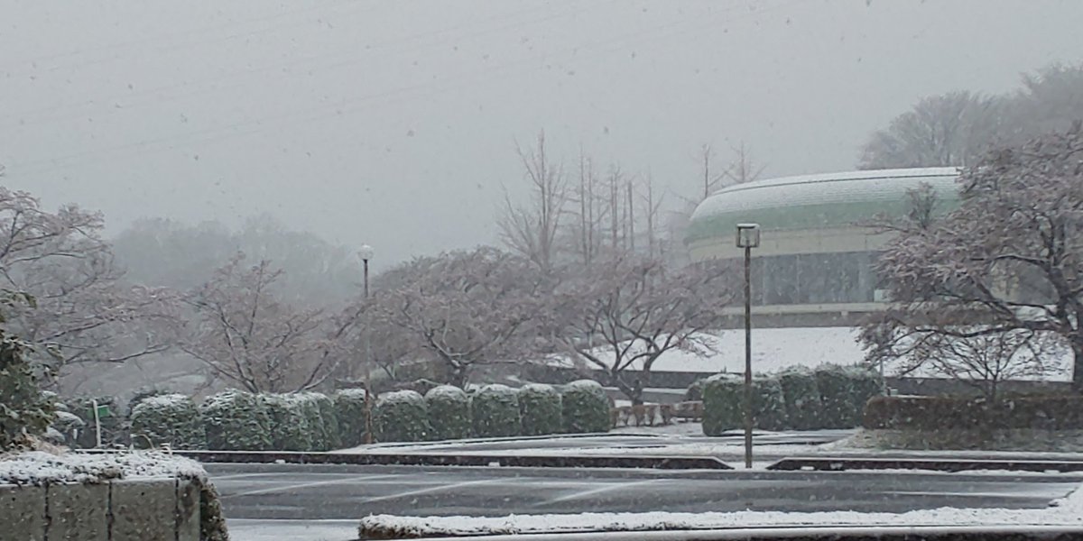 ট ইট র 茨城県北茨城市 絶景の宿マウントあかね スタッフ 現在のマウントあかねでは雪が降り続いてます せっかく咲いた桜にも雪が積ってます 桜と雪のコントラストはなかなかない光景です 北茨城市 茨城県 マウントあかね 雪景色 桜