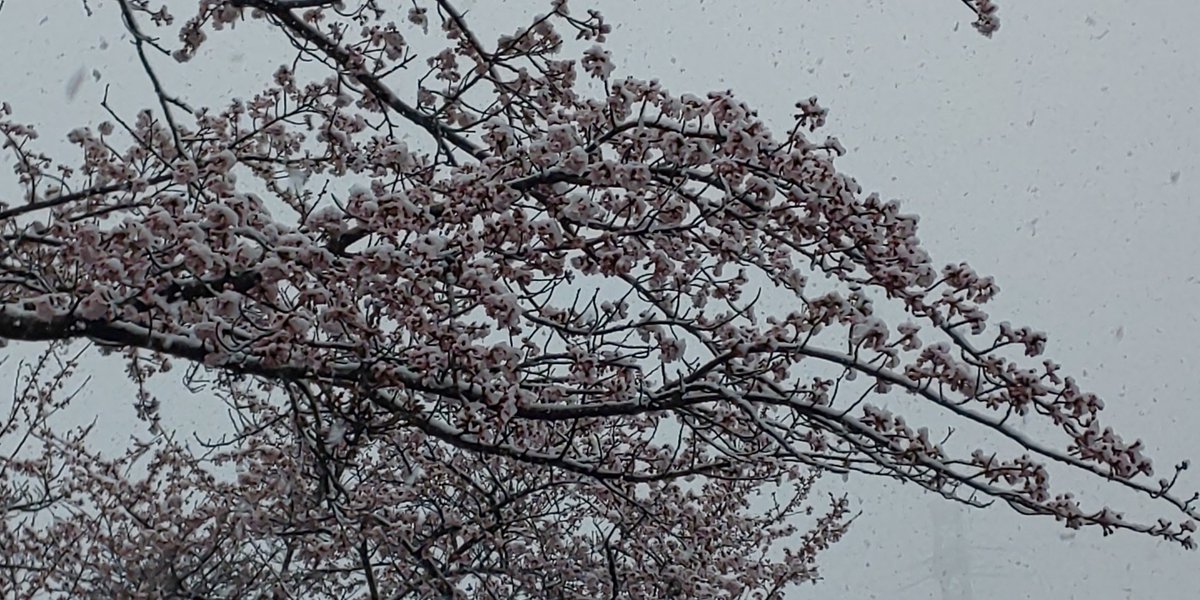 ট ইট র 茨城県北茨城市 絶景の宿マウントあかね スタッフ 現在のマウントあかねでは雪が降り続いてます せっかく咲いた桜にも雪が積ってます 桜と雪のコントラストはなかなかない光景です 北茨城市 茨城県 マウントあかね 雪景色 桜