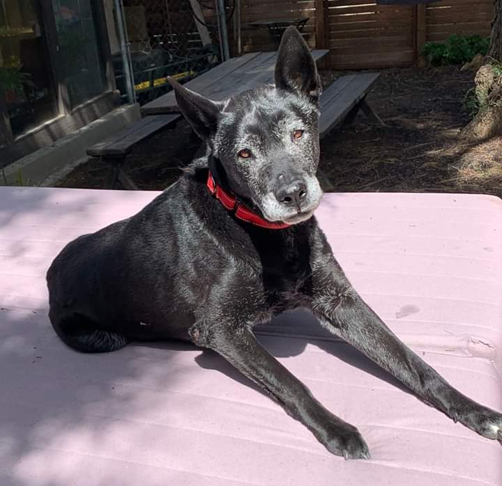 paws_grand's tweet photo. Our sweet Leila is ready to find her forever home!  She's in great shape, still energetic at 10 years old.  Loves her walks, house broken, very well behaved, great w/other dogs, she's just a love!  
For more info plz visit our website! @ProducerStaceyZ @TerrySimons111 https://t.co/RtCKc9xEqH