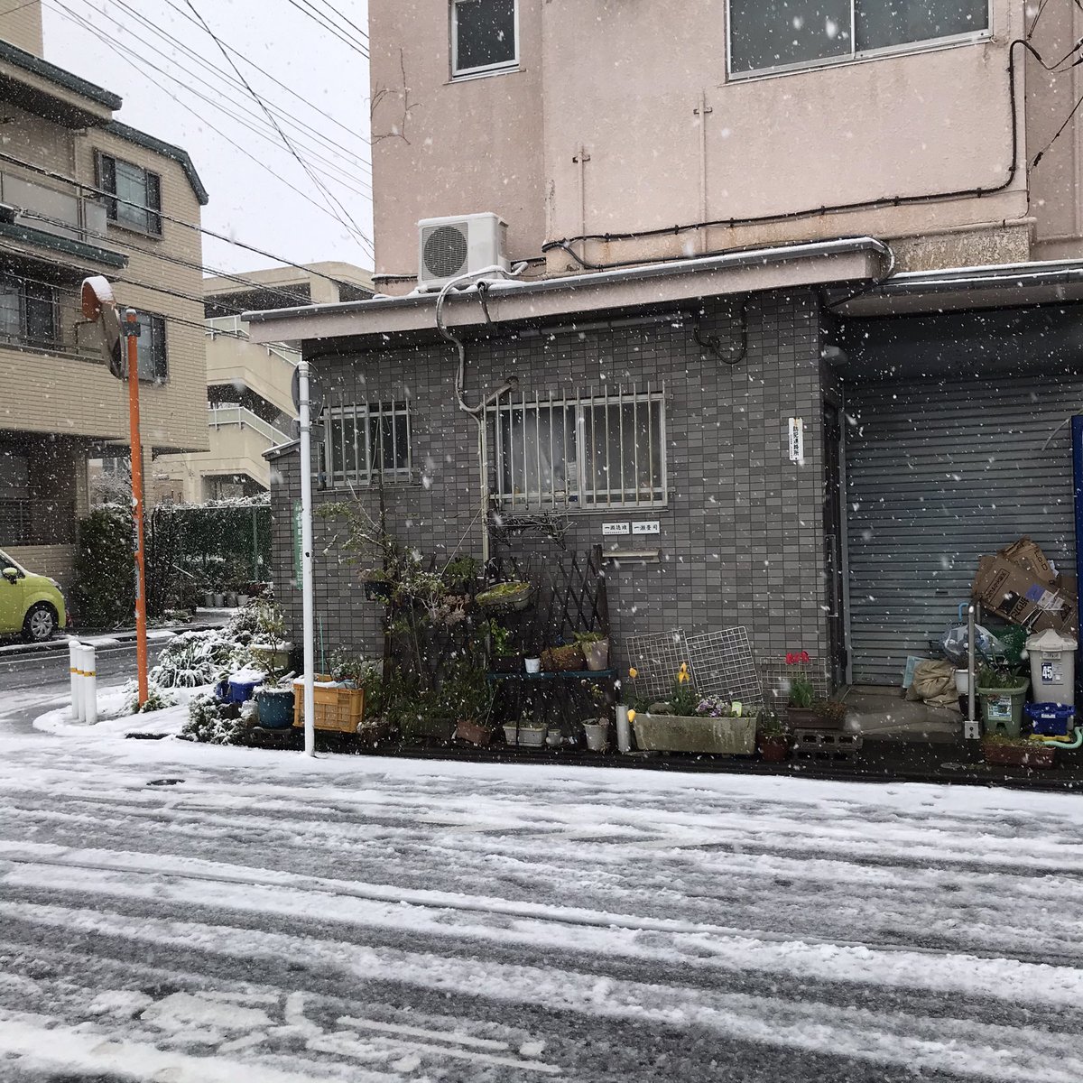 ใช่ค่ะโตเกียวที่เข้าใบไม้ผลิแล้ว แต่หิมะตก