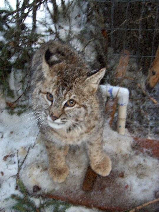 These people are loving on “friendly” bobcats.I’ve worked with wild bobcats, and I’m here to tell you: they will mess you up. This photo was taken in Montana, and this juvenile could have rendered my hand useless.Wild cats, even the short ones, aren’t safe or happy pets.