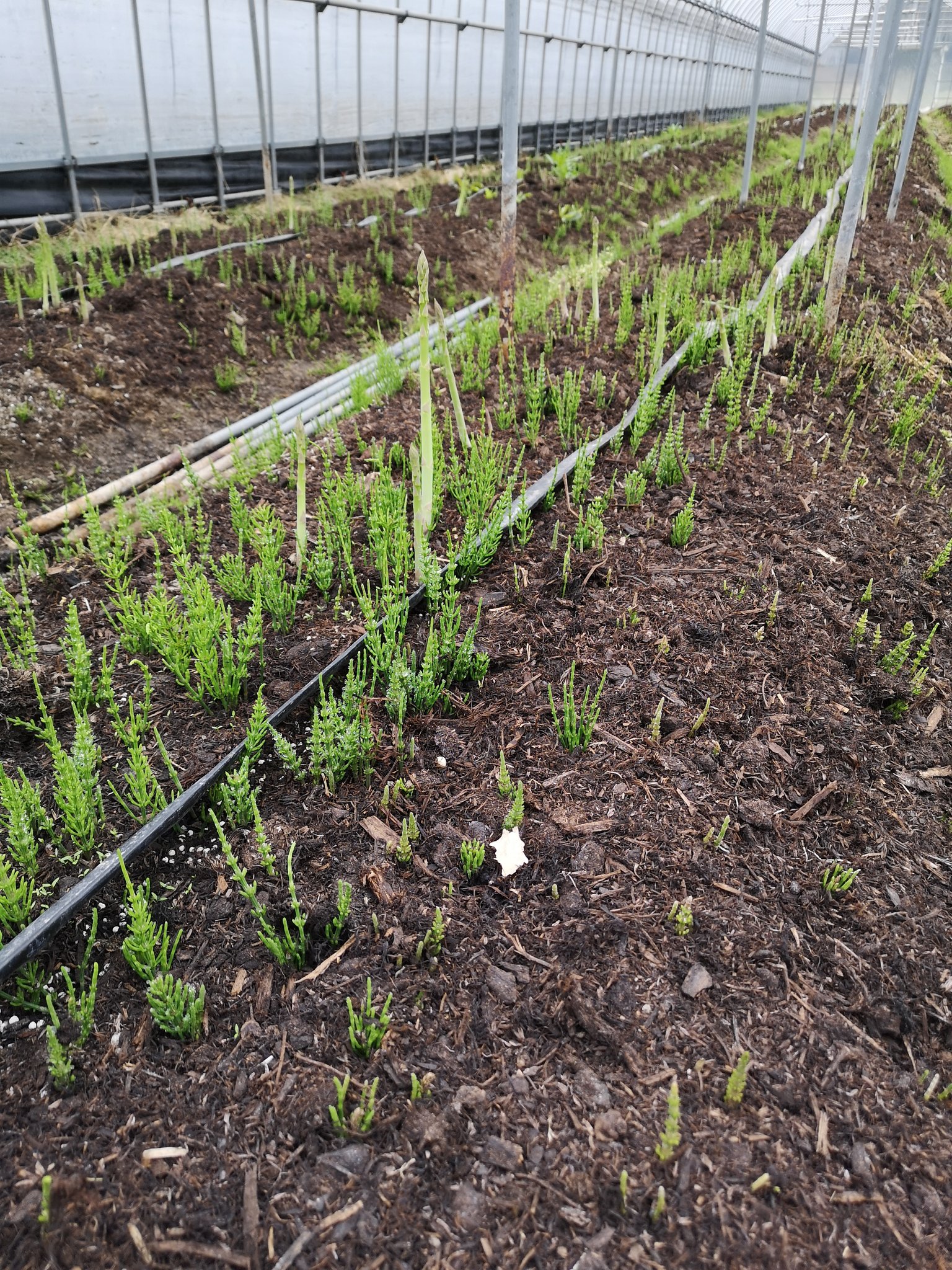 な な な 芽が出る前なら薬もつかえるが 芽が出るタイミングに合わせて スギナが猛烈に生える どうするのが一番いいのか 手で取っても生えるからなぁ 年々増えるよ ほうれんそうのハウスはあまり生えないのにね 農業 アスパラガス 一人