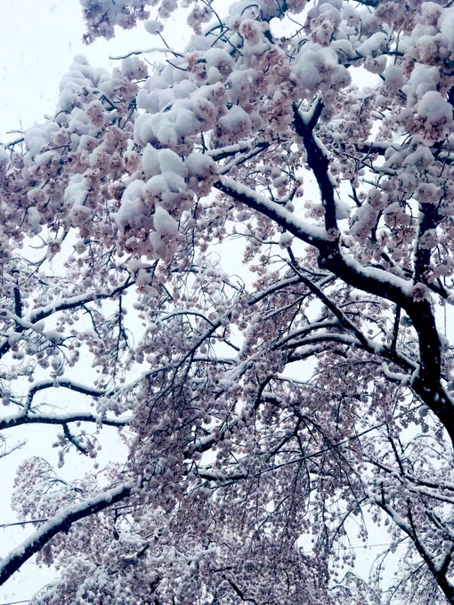 近所の桜の木も雪が積もって寒そうだよ〜!🌸❄️ 