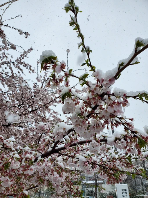 昨日は春をお届けしましたが……

朝起きたら雪が‼️

もうすぐ4月だよ??

東京の桜と雪?⛄ 