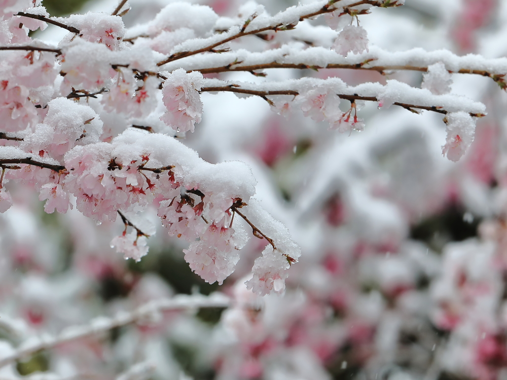 Etiqueta 桜隠し En Twitter